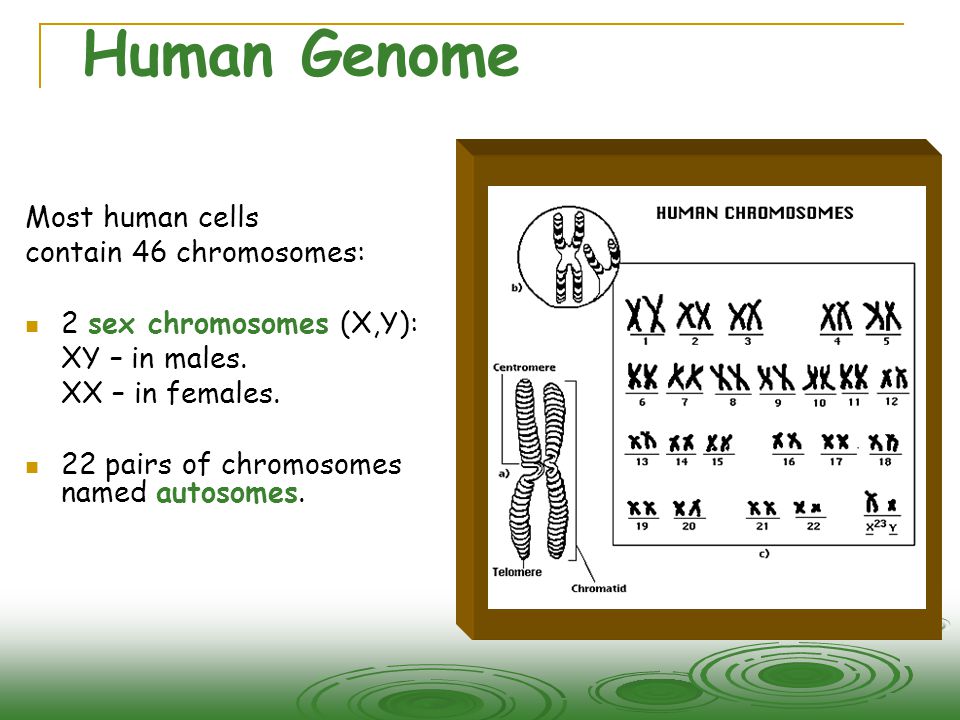 Human Genome Most human cells contain 46 chromosomes: