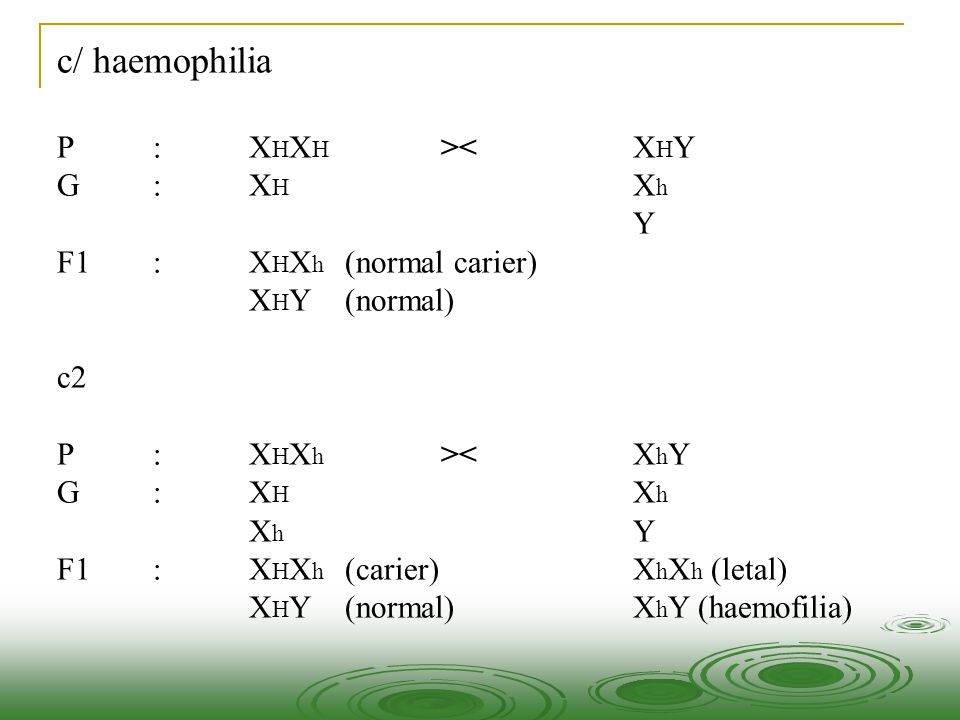 c/ haemophilia P : XHXH >< XHY G : XH Xh Y