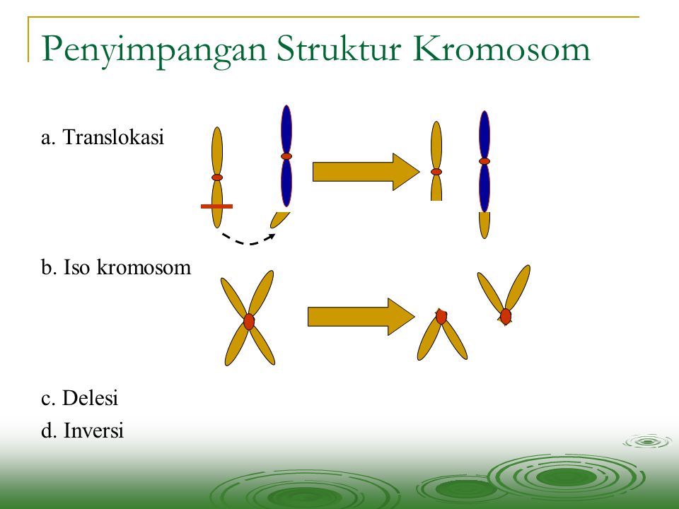 Penyimpangan Struktur Kromosom