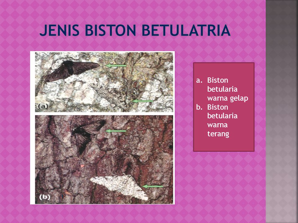 Jenis Biston betulatria