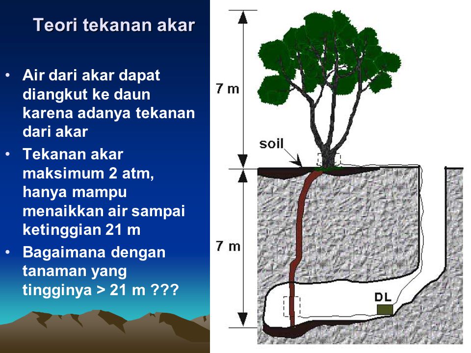 Teori tekanan akar Air dari akar dapat diangkut ke daun karena adanya tekanan dari akar.