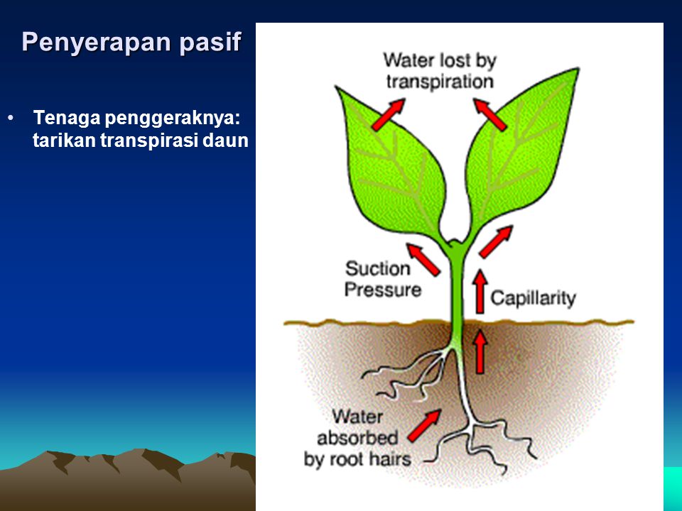 Penyerapan pasif Tenaga penggeraknya: tarikan transpirasi daun