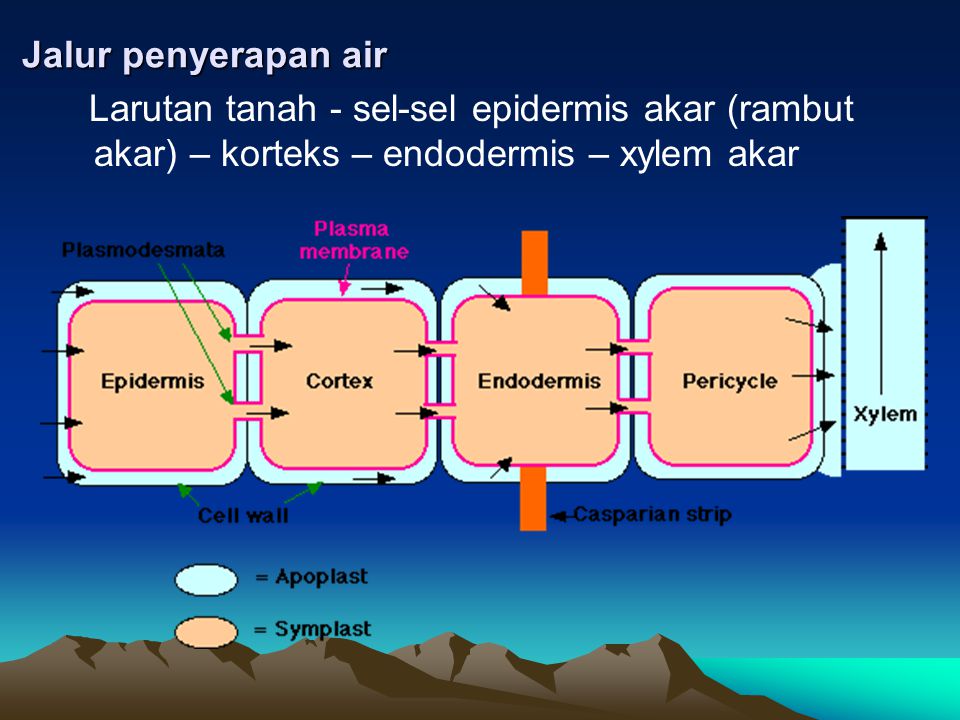 Jalur penyerapan air Larutan tanah - sel-sel epidermis akar (rambut akar) – korteks – endodermis – xylem akar.