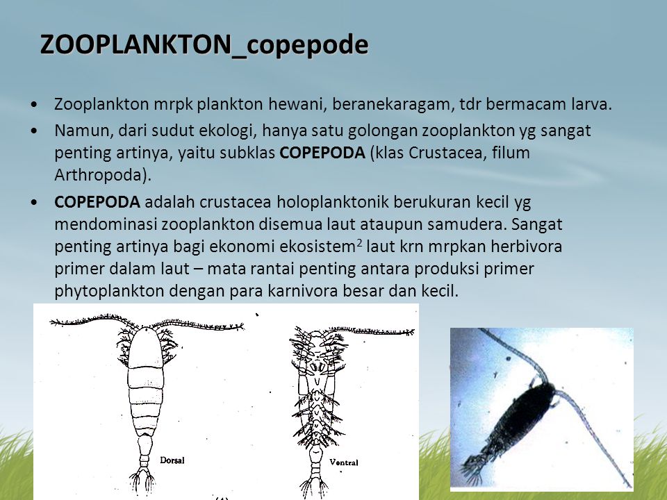 Зоопланктон трофический уровень