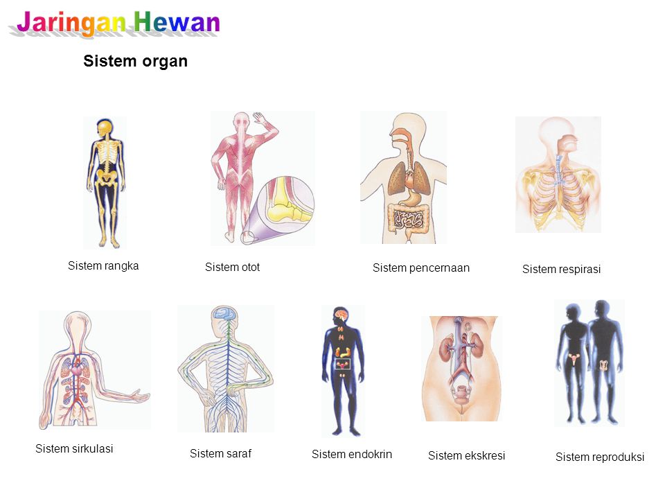 Jaringan Hewan Sistem organ Sistem rangka Sistem otot