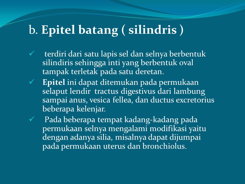 b. Epitel batang ( silindris )