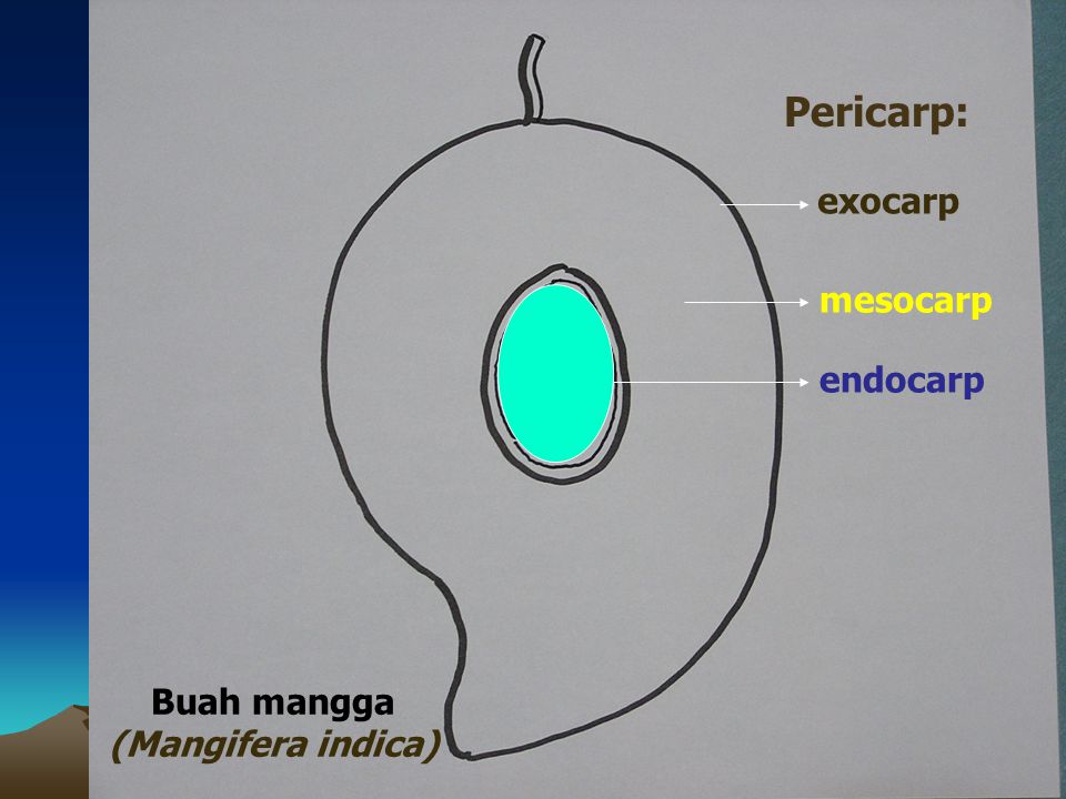 Pericarp: exocarp mesocarp endocarp Buah mangga (Mangifera indica)