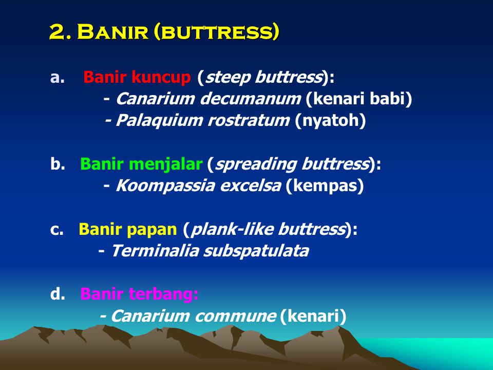 2. Banir (buttress) Banir kuncup (steep buttress):