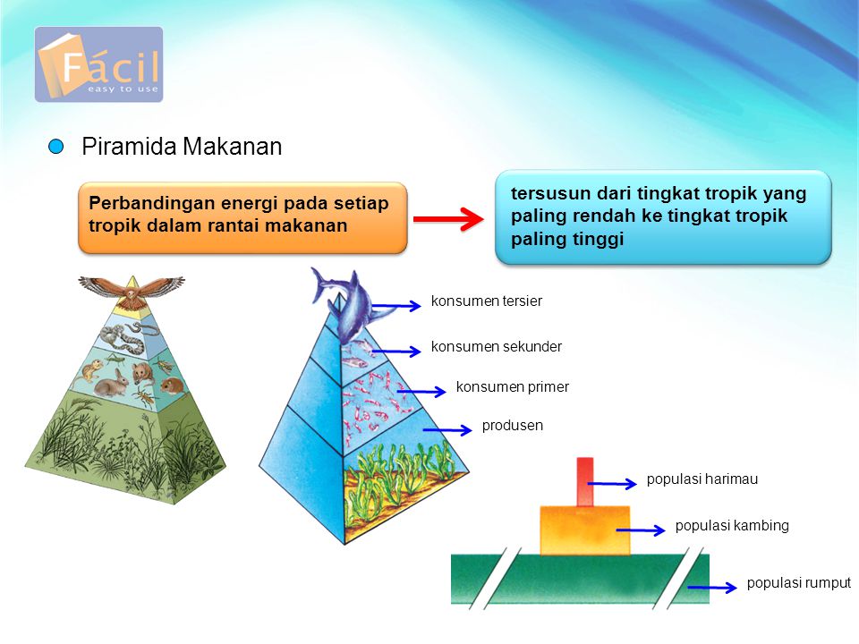 Piramida Makanan tersusun dari tingkat tropik yang paling rendah ke tingkat tropik paling tinggi.