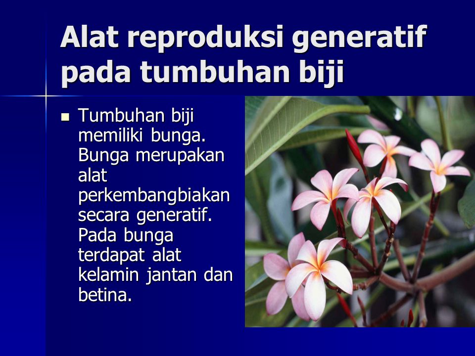 Alat reproduksi generatif pada tumbuhan biji