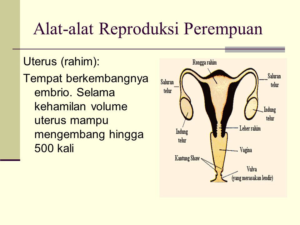 Alat-alat Reproduksi Perempuan
