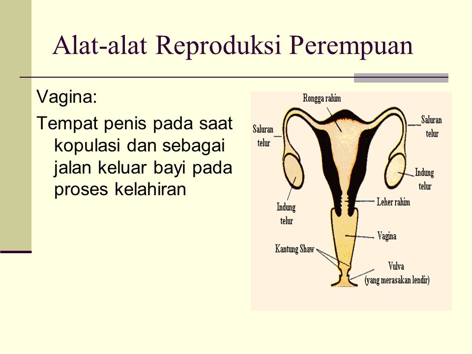 Alat-alat Reproduksi Perempuan