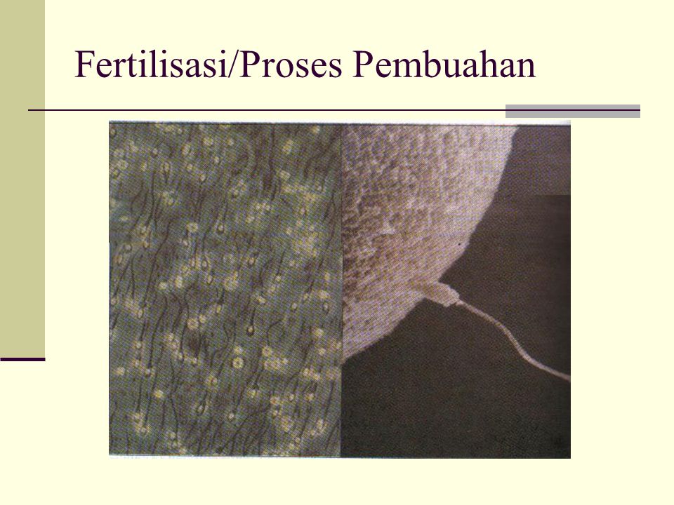 Fertilisasi/Proses Pembuahan