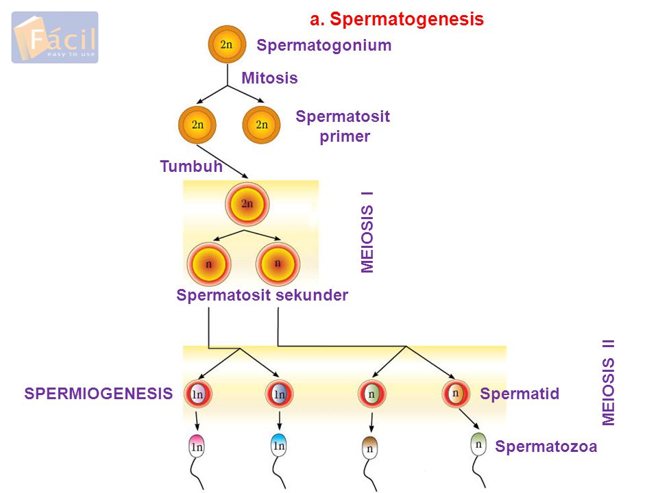 a. Spermatogenesis Spermatogonium Mitosis Spermatosit primer Tumbuh