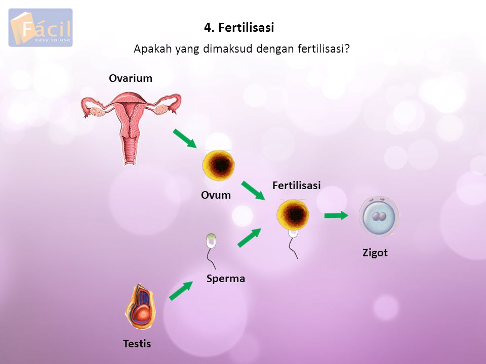 4. Fertilisasi Apakah yang dimaksud dengan fertilisasi Ovarium