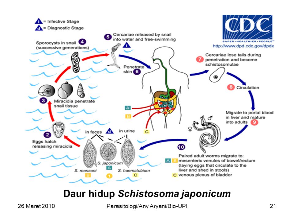Жизненный цикл шистосомы. Схема жизненного цикла Schistosoma haematobium. Шистосомоз жизненный цикл. Мочеполовой шистосомоз жизненный цикл. Цикл развития шистосомы.
