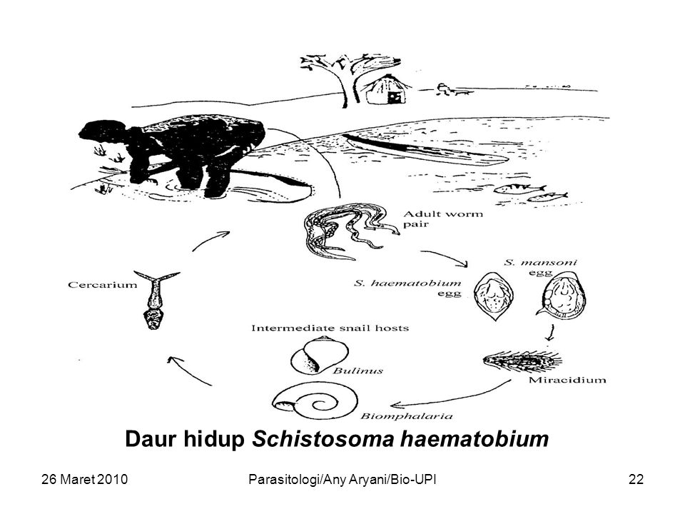 Жизненный цикл шистосомы. Schistosoma mansoni жизненный цикл. Schistosoma haematobium жизненный цикл. Схема жизненного цикла Schistosoma haematobium. Schistosoma haematobium цикл развития.