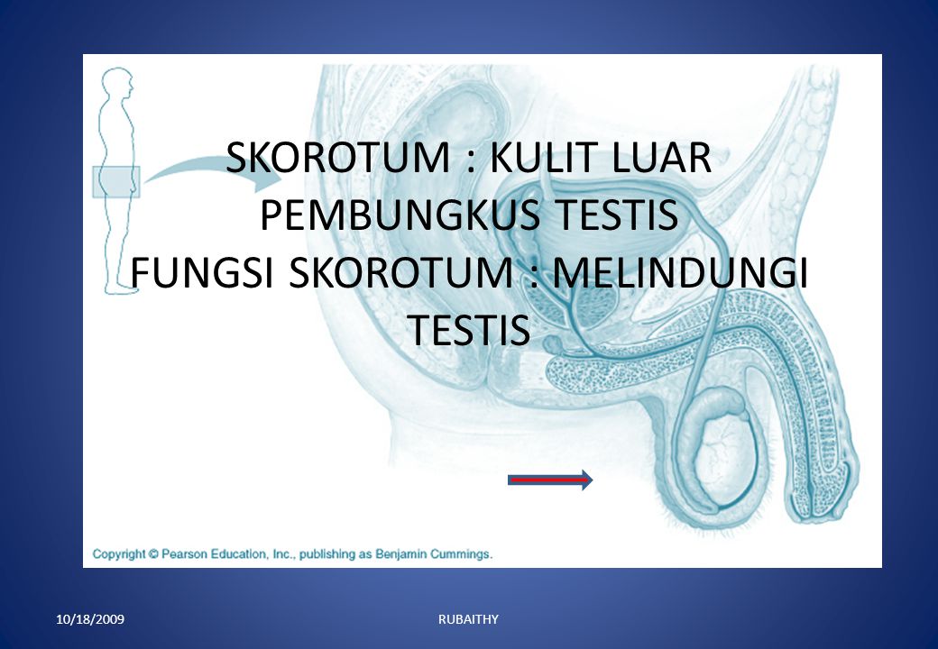 SKOROTUM : KULIT LUAR PEMBUNGKUS TESTIS FUNGSI SKOROTUM : MELINDUNGI TESTIS
