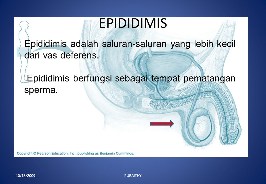 EPIDIDIMIS Epididimis adalah saluran-saluran yang lebih kecil dari vas deferens. Epididimis berfungsi sebagai tempat pematangan sperma.