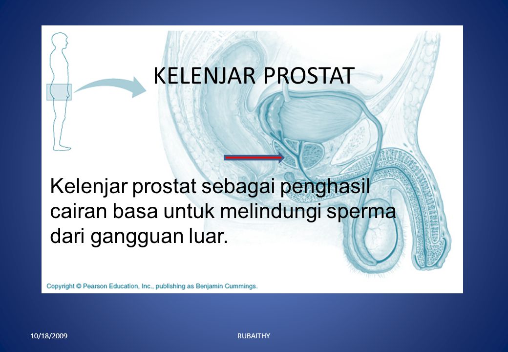KELENJAR PROSTAT Kelenjar prostat sebagai penghasil cairan basa untuk melindungi sperma dari gangguan luar.
