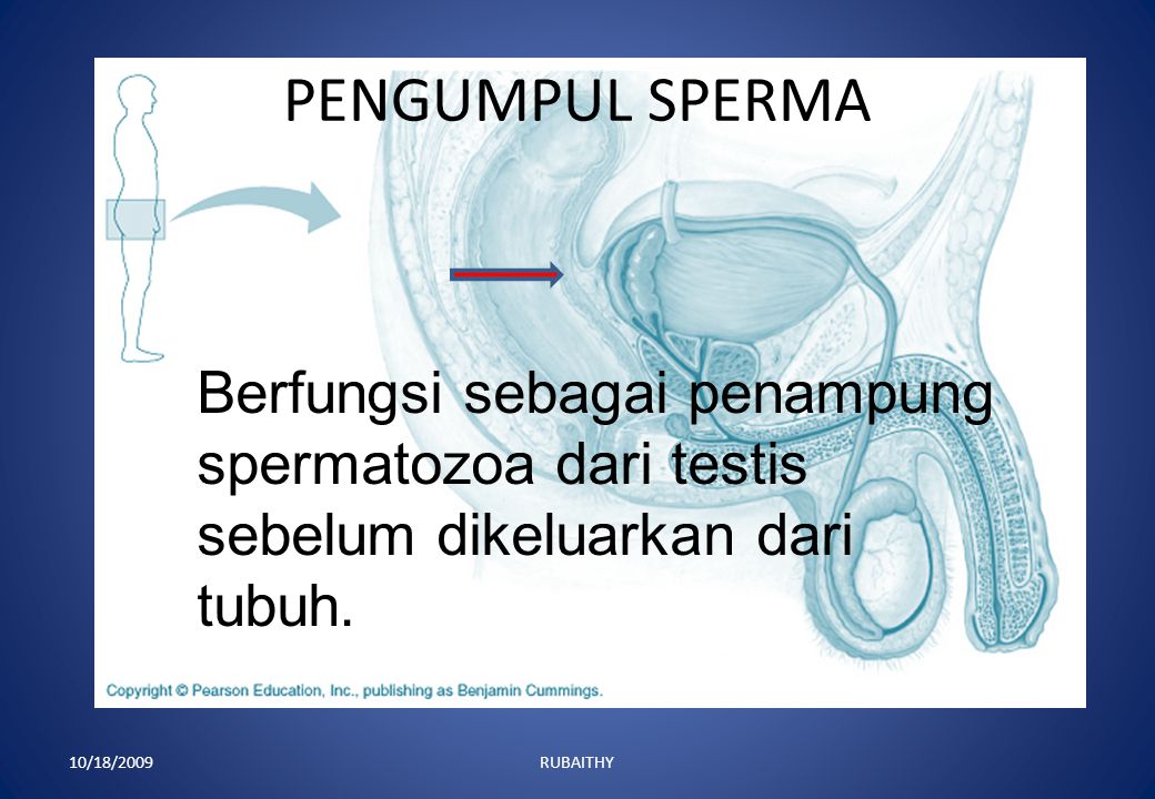PENGUMPUL SPERMA Berfungsi sebagai penampung spermatozoa dari testis sebelum dikeluarkan dari tubuh.