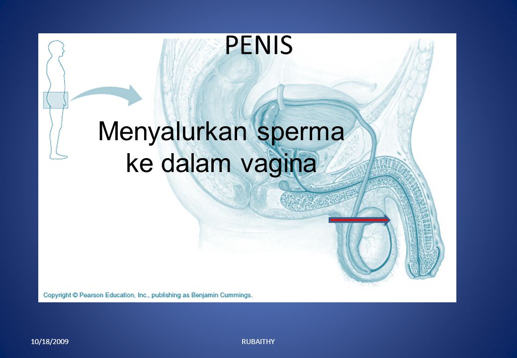 Menyalurkan sperma ke dalam vagina