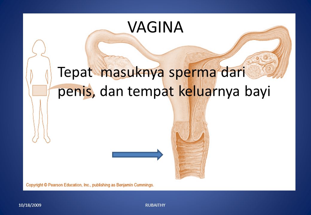 VAGINA Tepat masuknya sperma dari penis, dan tempat keluarnya bayi