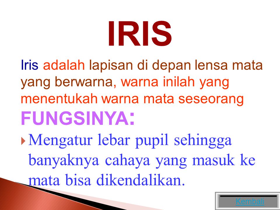 IRIS Iris adalah lapisan di depan lensa mata yang berwarna, warna inilah yang menentukah warna mata seseorang.