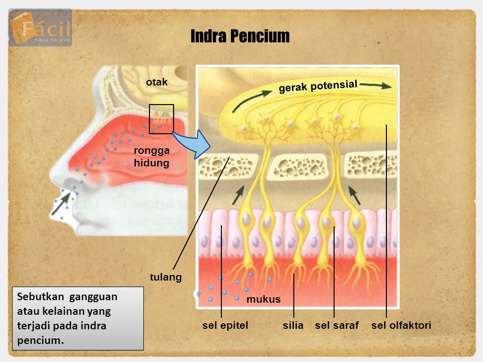 Indra Pencium otak. gerak potensial. rongga hidung. tulang. Sebutkan gangguan atau kelainan yang terjadi pada indra pencium.