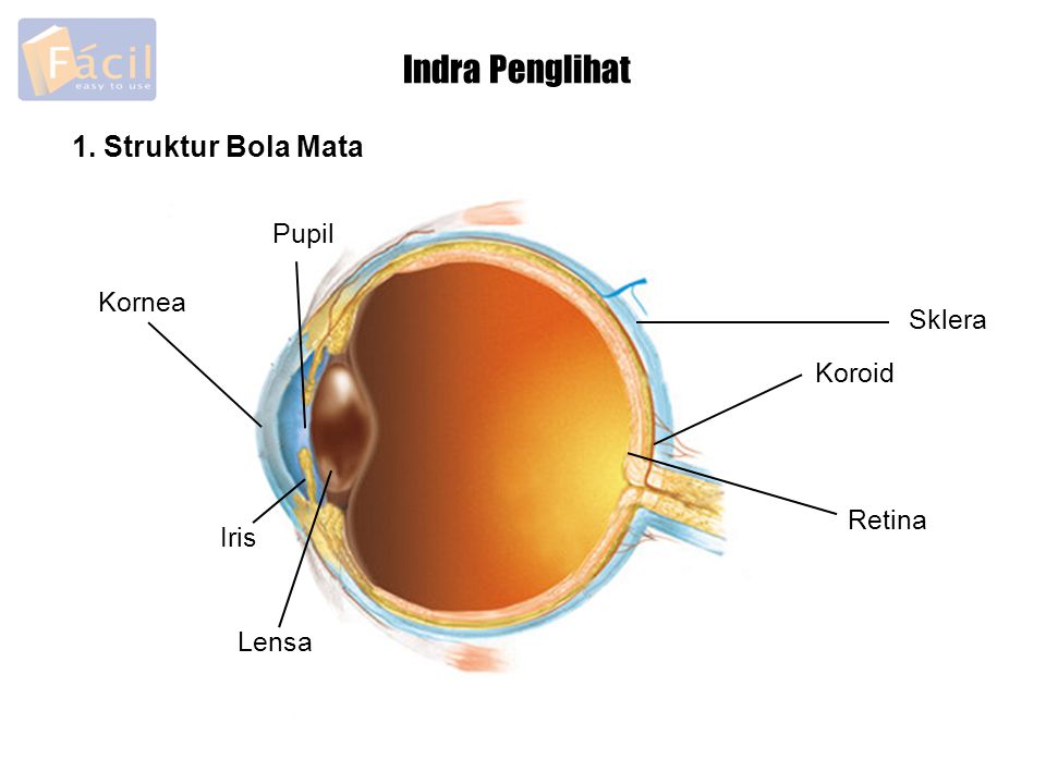 Indra Penglihat 1. Struktur Bola Mata Pupil Kornea Sklera Koroid