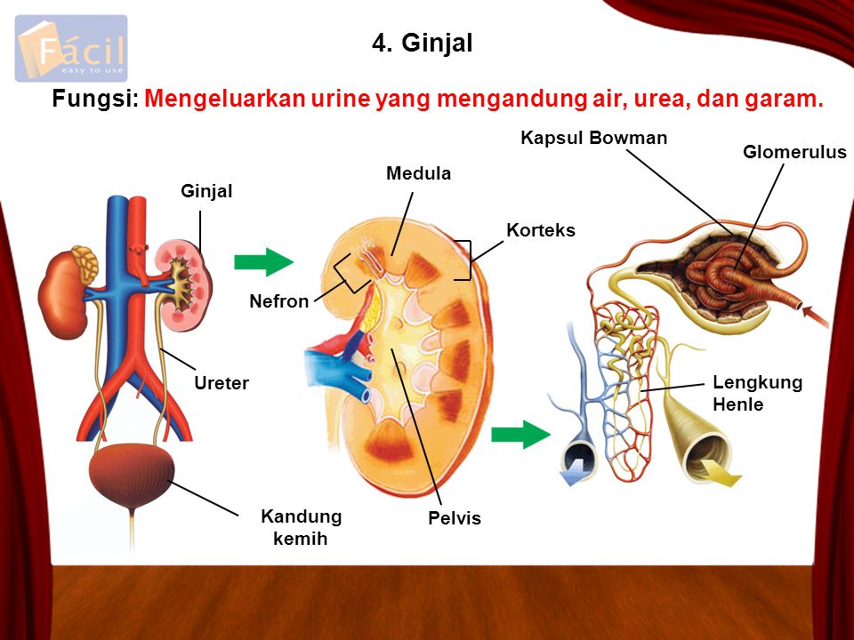4. Ginjal Fungsi: Mengeluarkan urine yang mengandung air, urea, dan garam. Kapsul Bowman. Glomerulus.