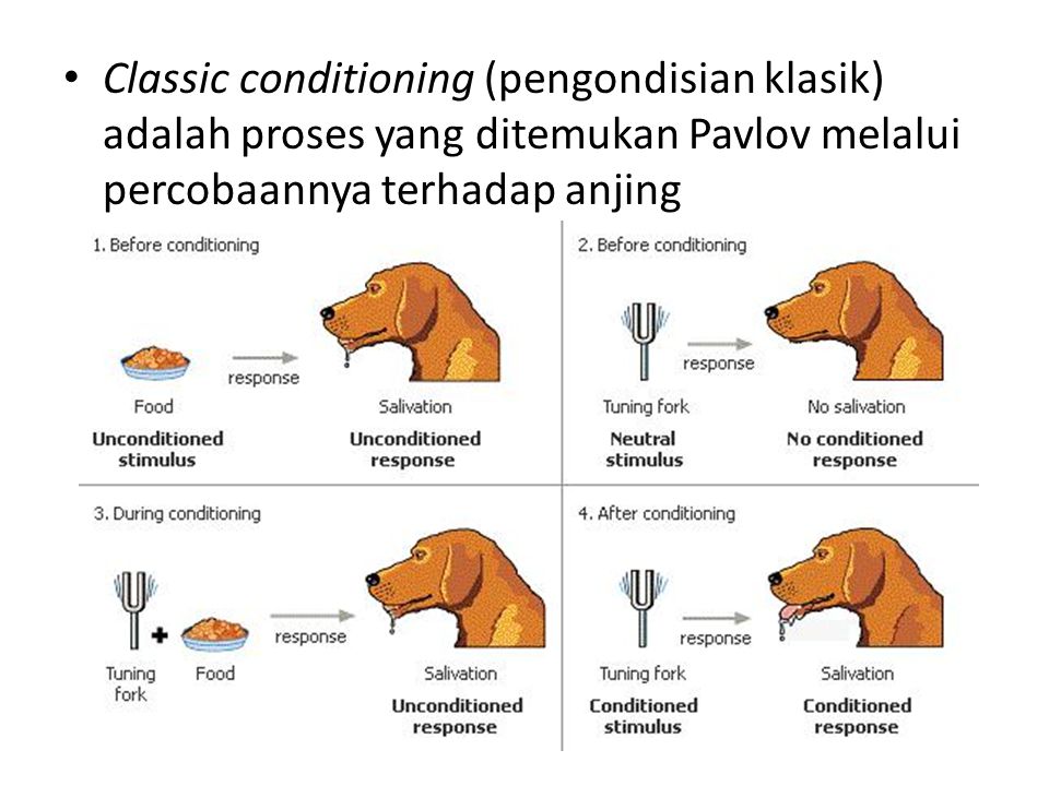 Classic conditioning (pengondisian klasik) adalah proses yang ditemukan Pavlov melalui percobaannya terhadap anjing