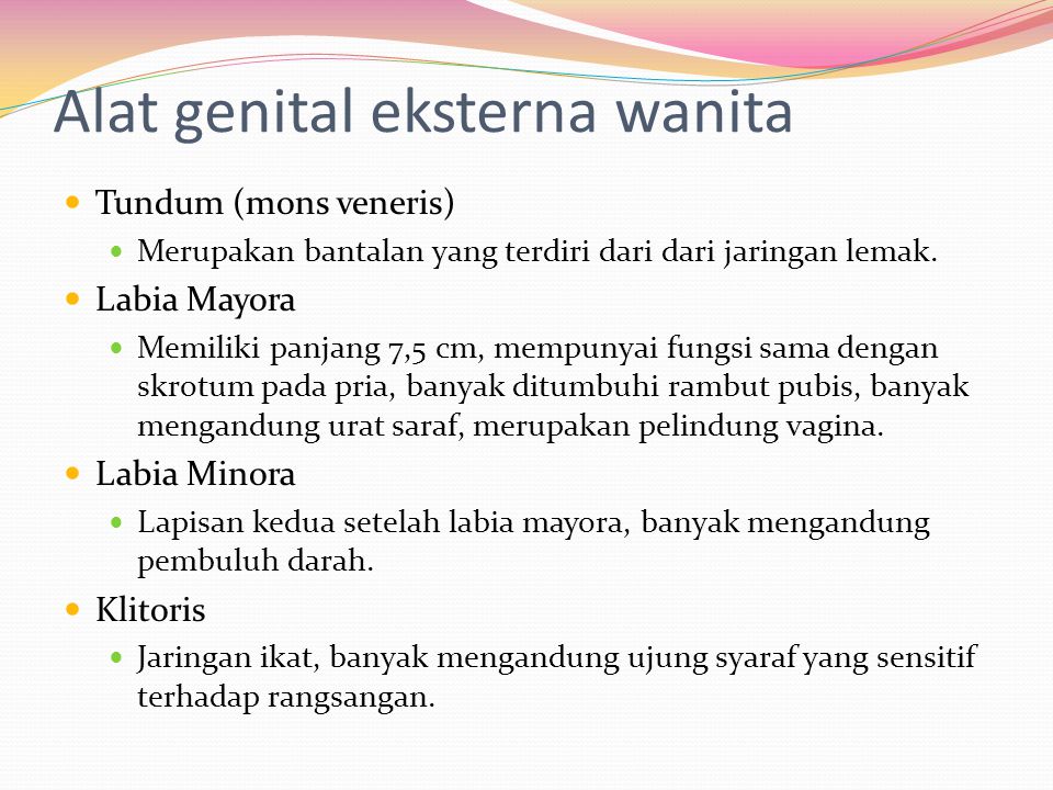 Alat genital eksterna wanita