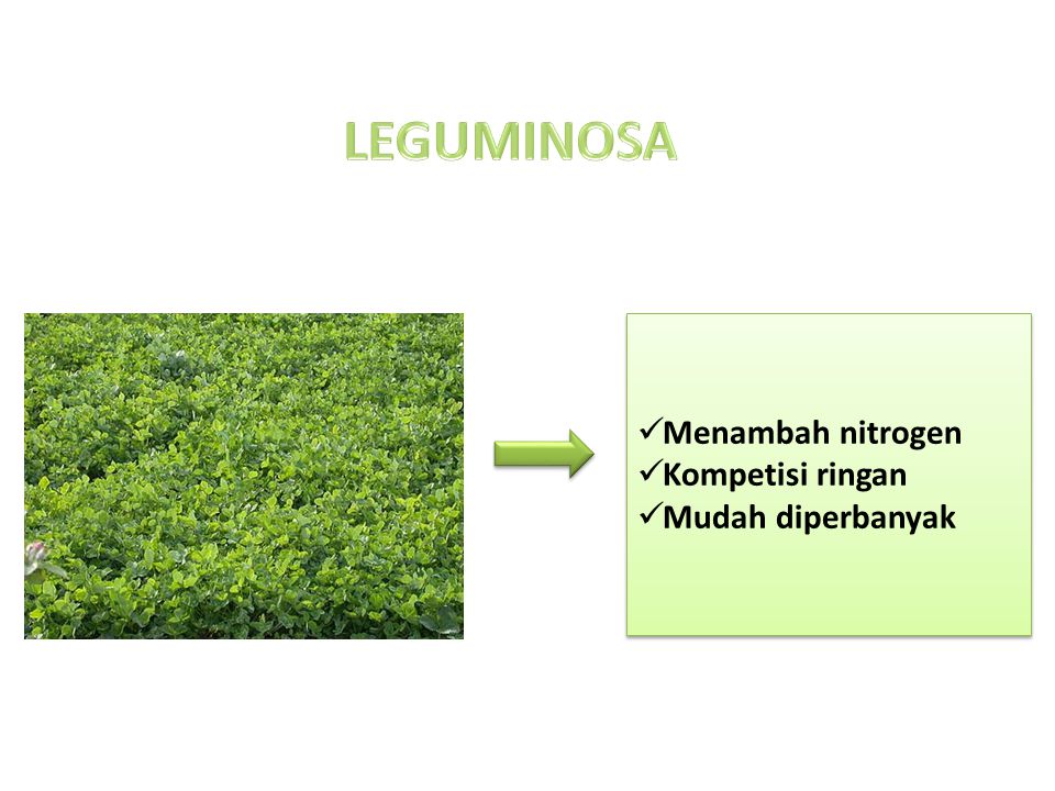 LEGUMINOSA Menambah nitrogen Kompetisi ringan Mudah diperbanyak