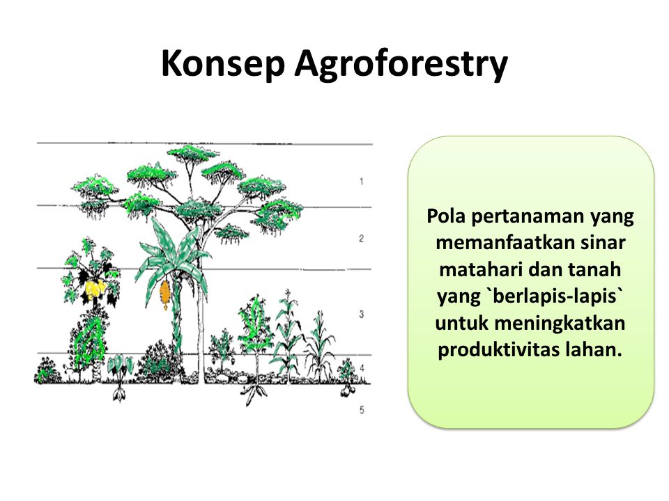 Konsep Agroforestry Pola pertanaman yang memanfaatkan sinar matahari dan tanah yang `berlapis-lapis` untuk meningkatkan produktivitas lahan.