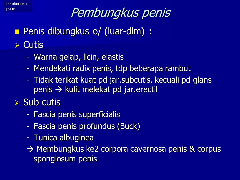 Penis - Wikipedia