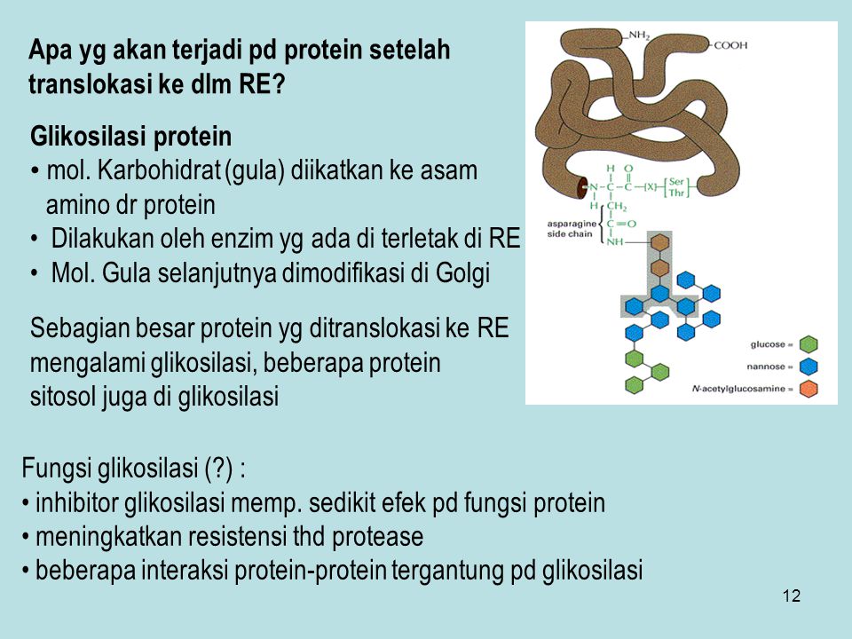 Apa yg akan terjadi pd protein setelah translokasi ke dlm RE