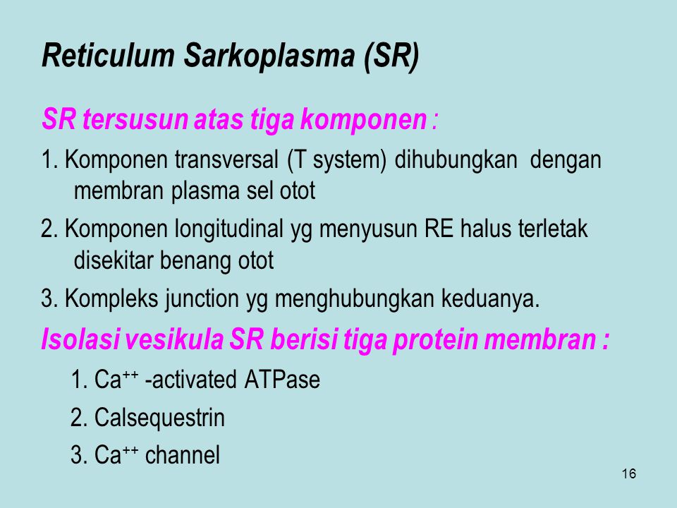 Reticulum Sarkoplasma (SR)