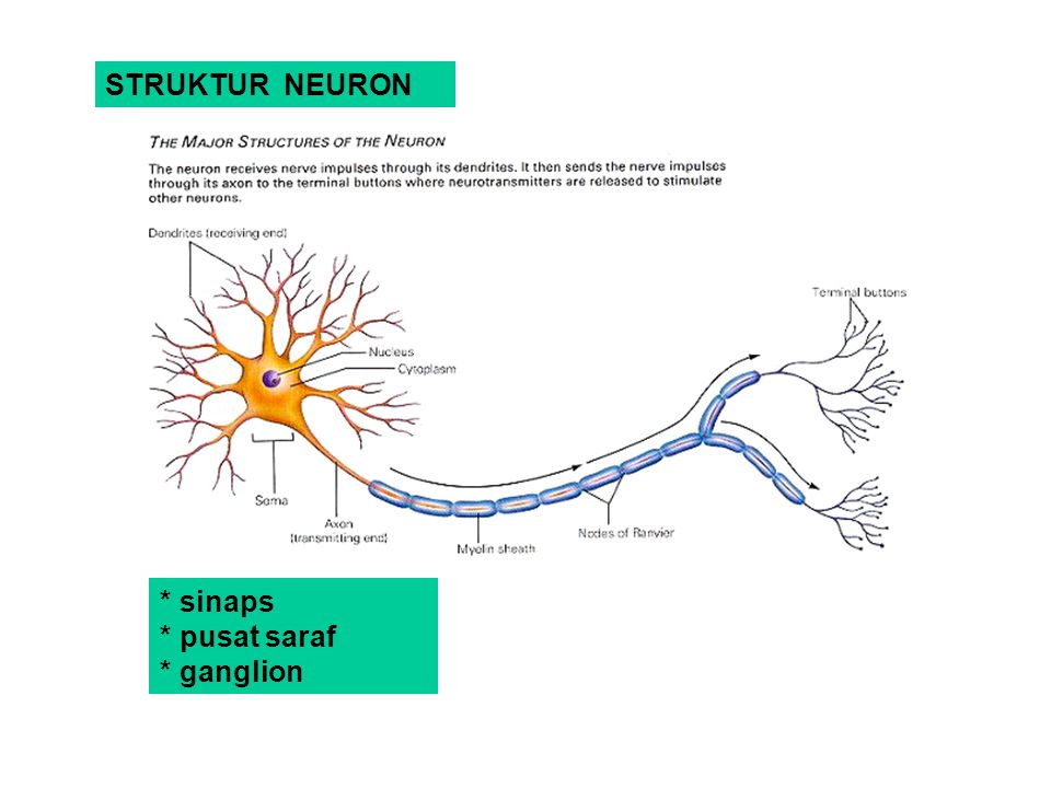 STRUKTUR NEURON * sinaps * pusat saraf * ganglion