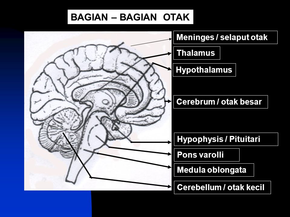 BAGIAN – BAGIAN OTAK Meninges / selaput otak Thalamus Hypothalamus