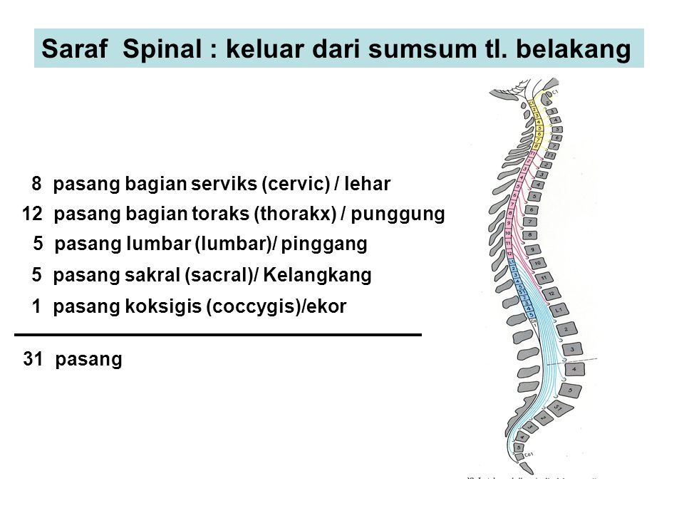 Saraf Spinal : keluar dari sumsum tl. belakang