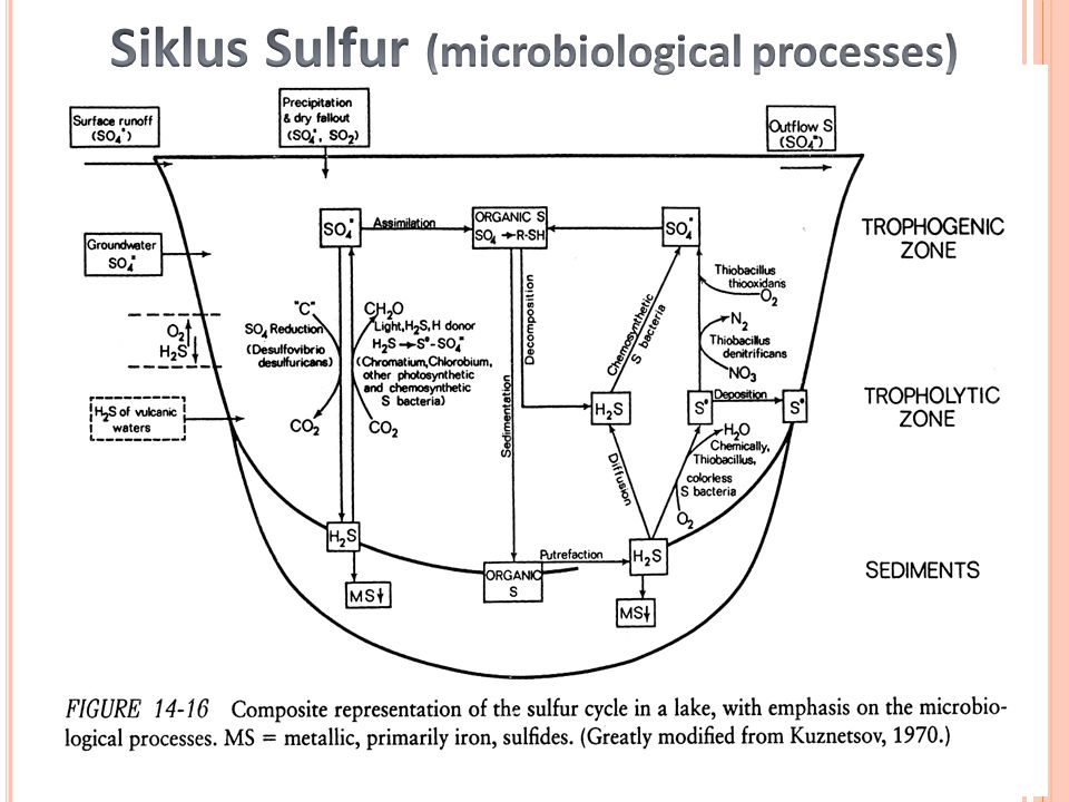 Siklus Sulfur (microbiological processes)