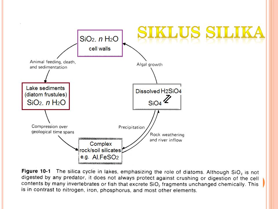 Siklus silika