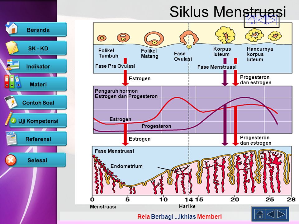 Siklus Menstruasi Folikel Tumbuh Matang Fase Ovulasi Korpus luteum