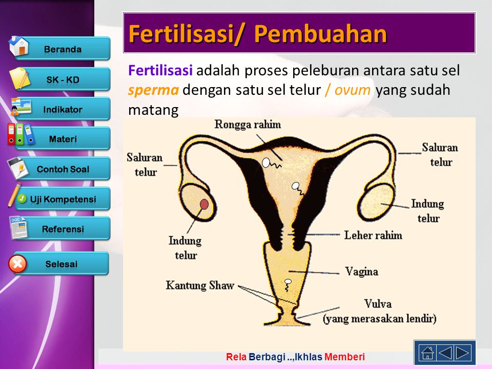 Fertilisasi/ Pembuahan