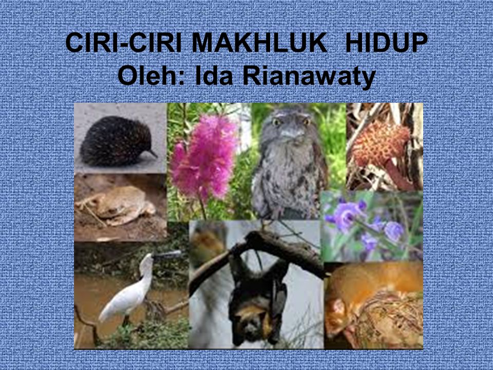 CIRI-CIRI MAKHLUK HIDUP Oleh: Ida Rianawaty