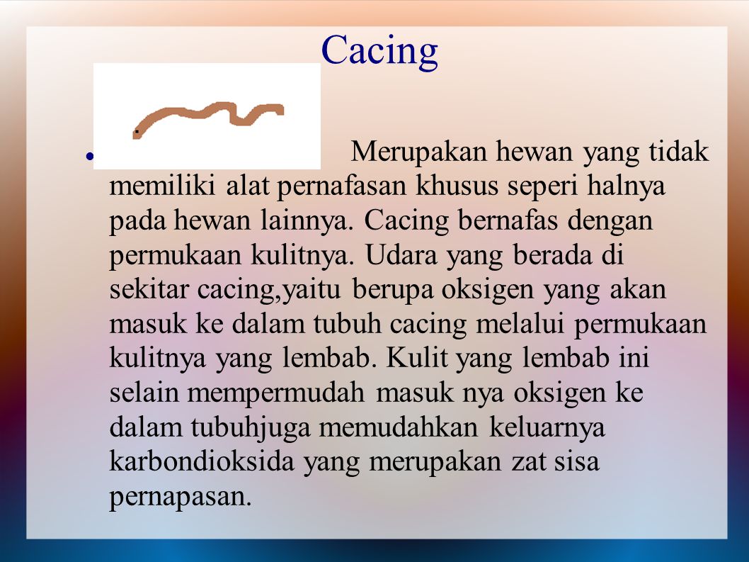 Cacing