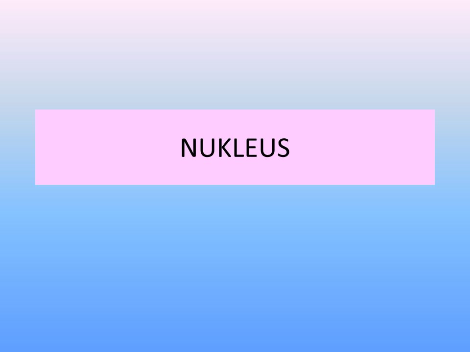 NUKLEUS