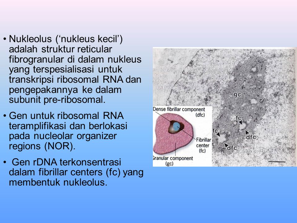 Nukleolus (‘nukleus kecil’) adalah struktur reticular fibrogranular di dalam nukleus yang terspesialisasi untuk transkripsi ribosomal RNA dan pengepakannya ke dalam subunit pre-ribosomal.