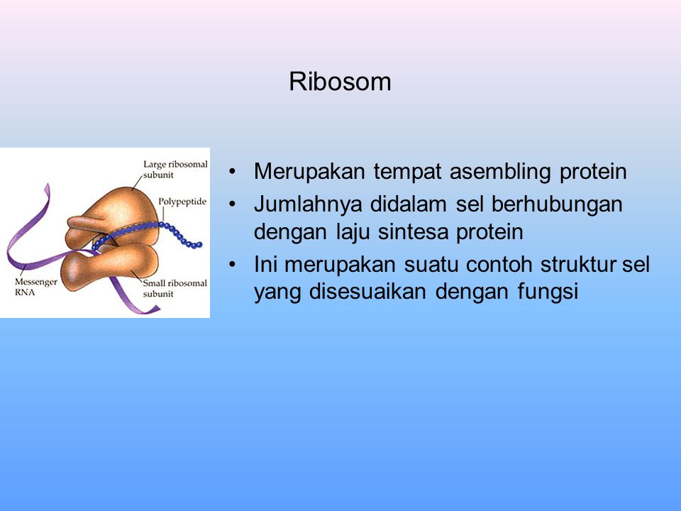 Ribosom Merupakan tempat asembling protein
